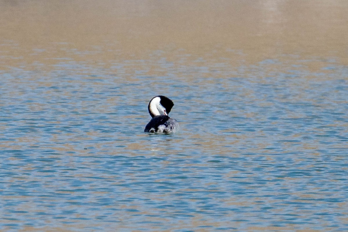 Clark's Grebe - ML635220607