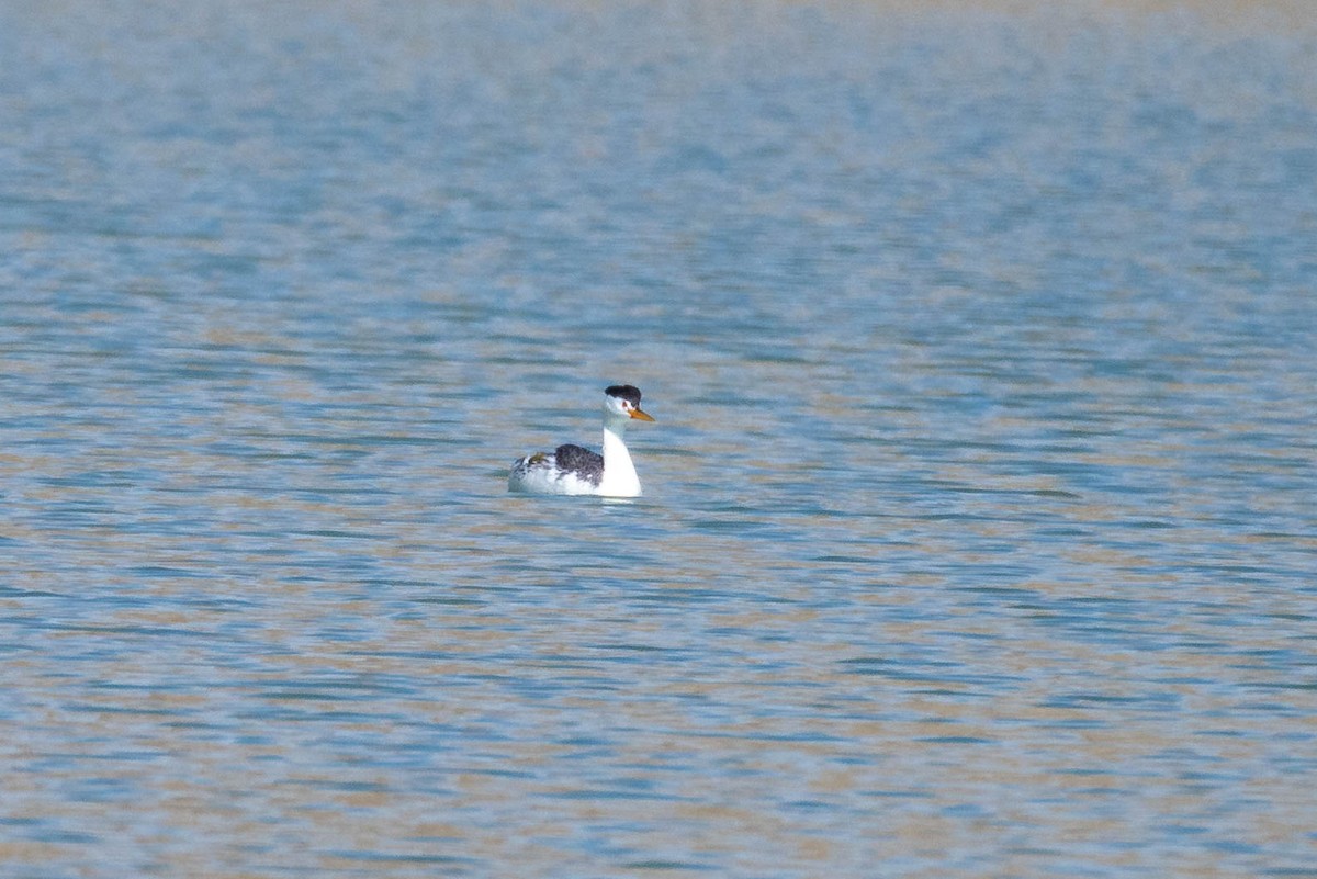 Clark's Grebe - ML635220608