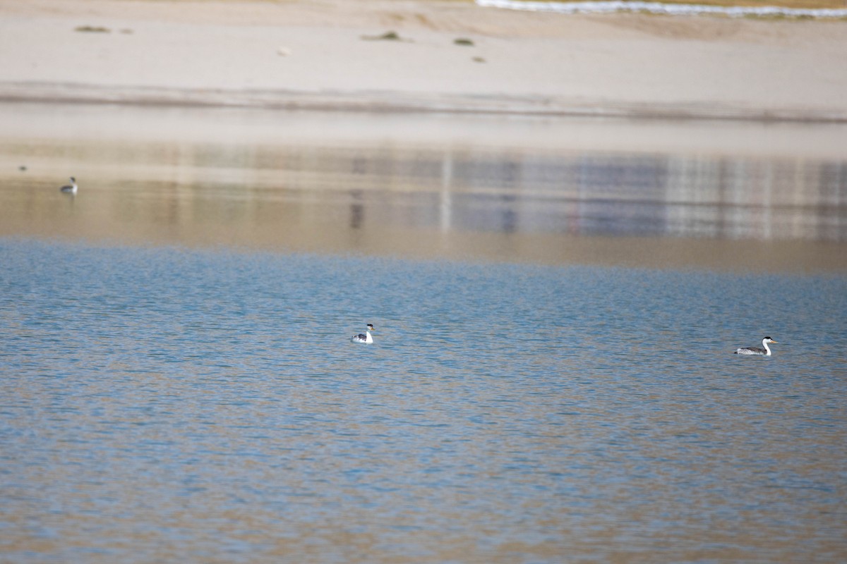 Clark's Grebe - ML635220609
