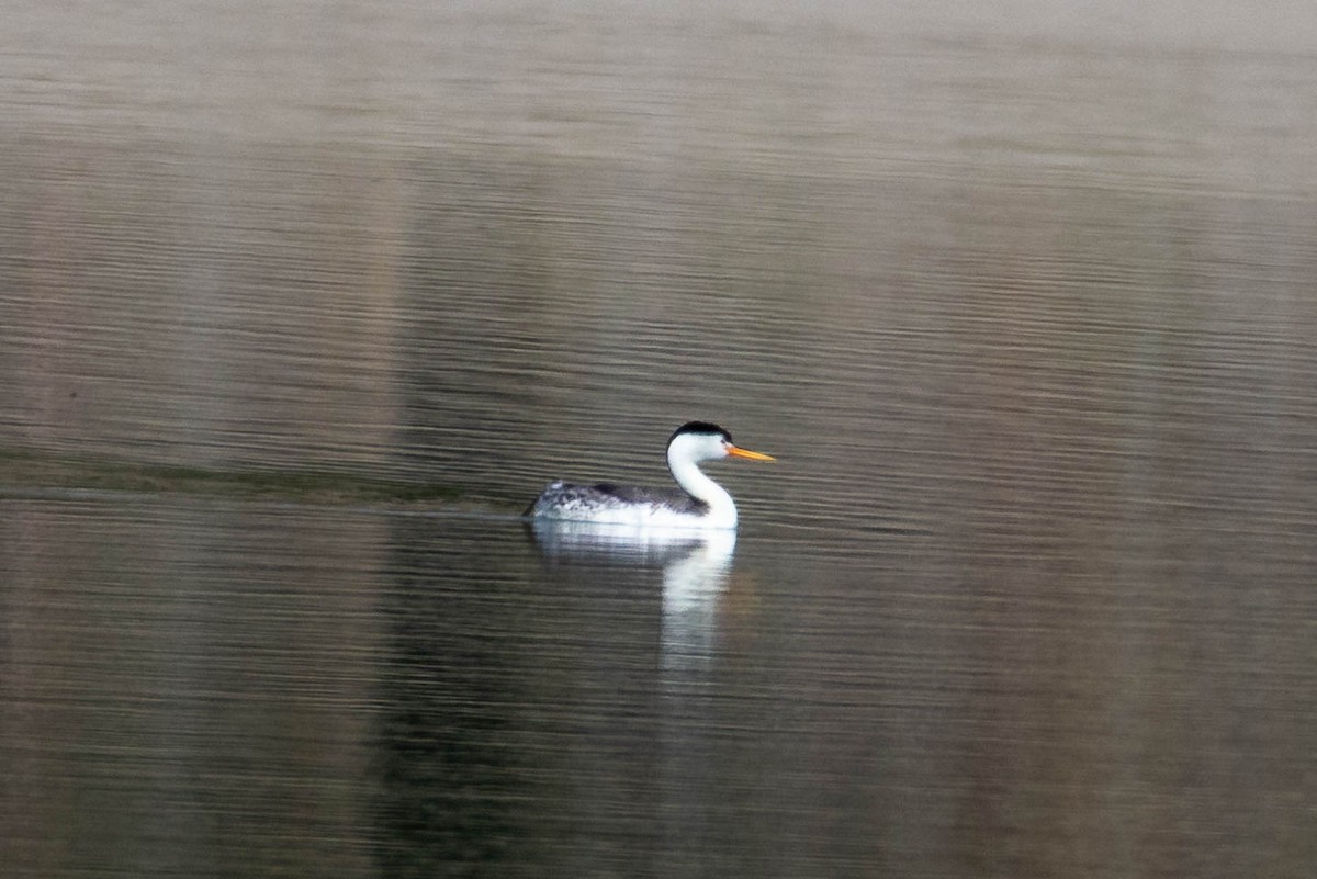 Clark's Grebe - ML635220610