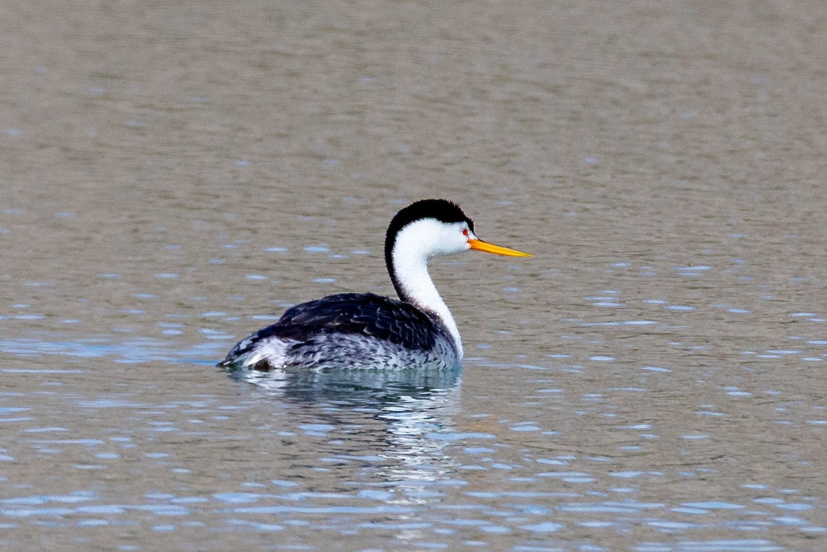 Clark's Grebe - ML635220611