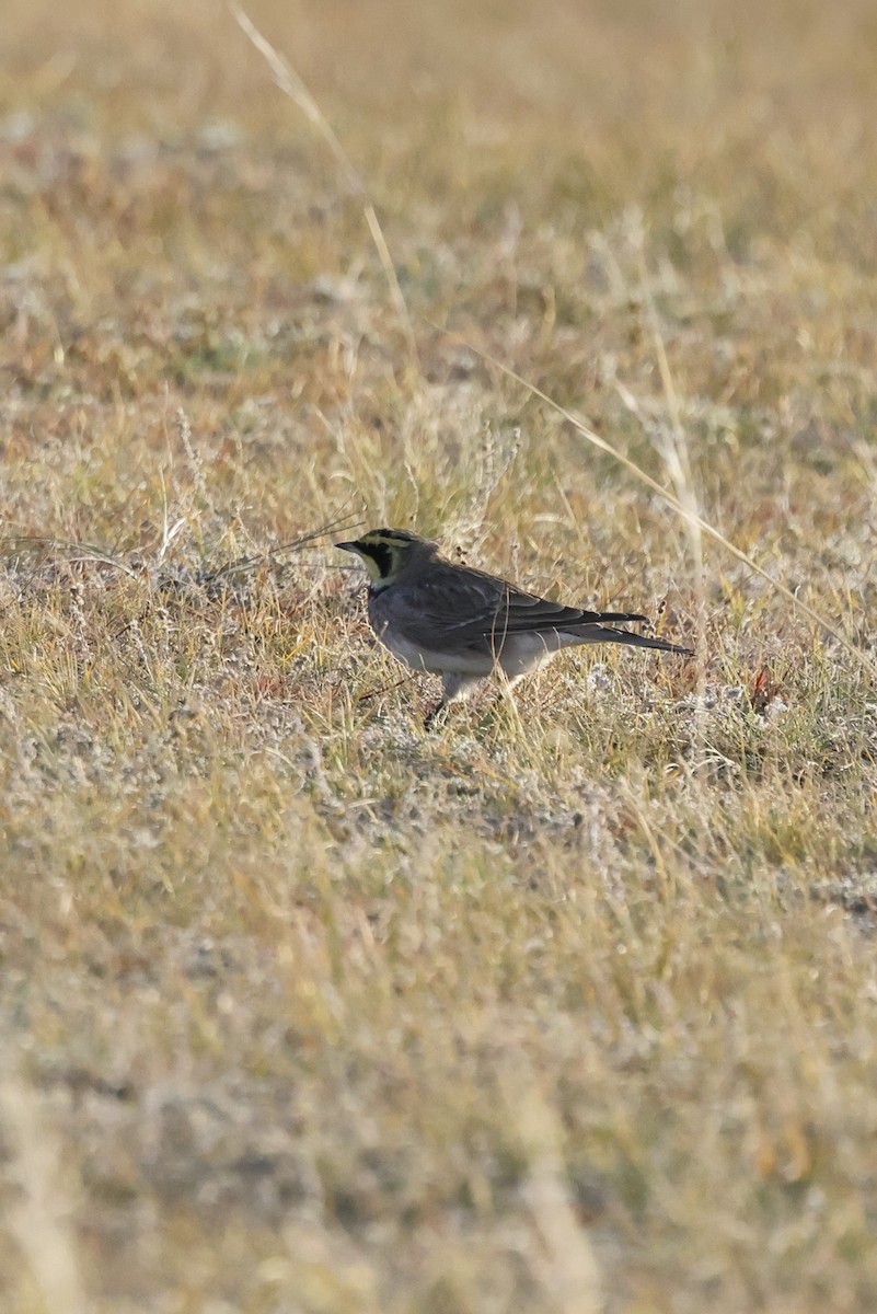 Рогатый жаворонок - ML635220617