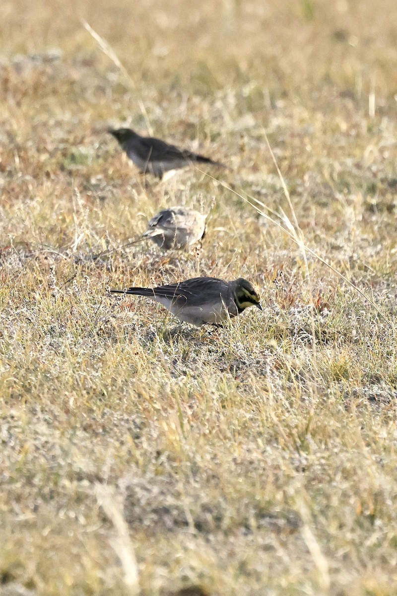 Рогатый жаворонок - ML635220618