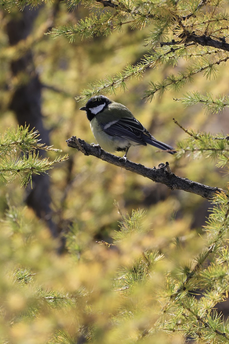 Большая синица - ML635220627