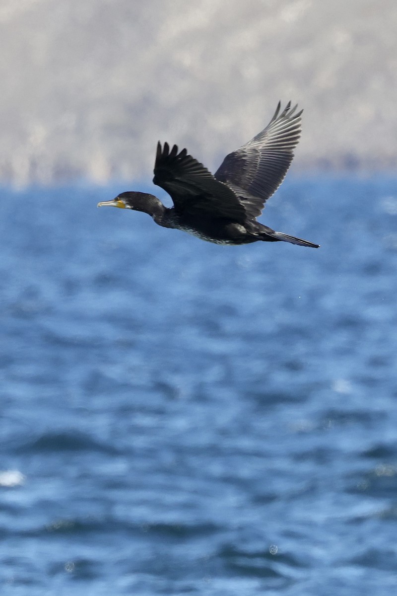 Большой баклан - ML635220643