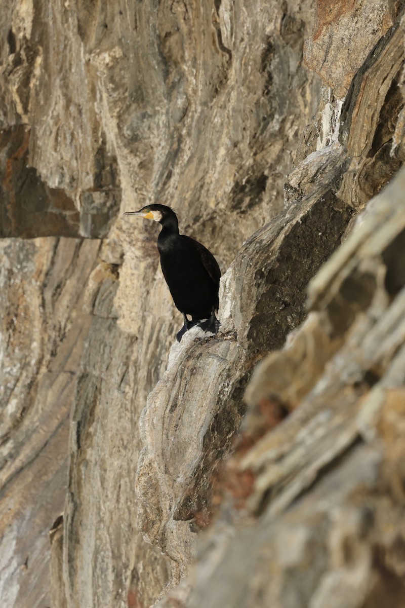 Большой баклан - ML635220645