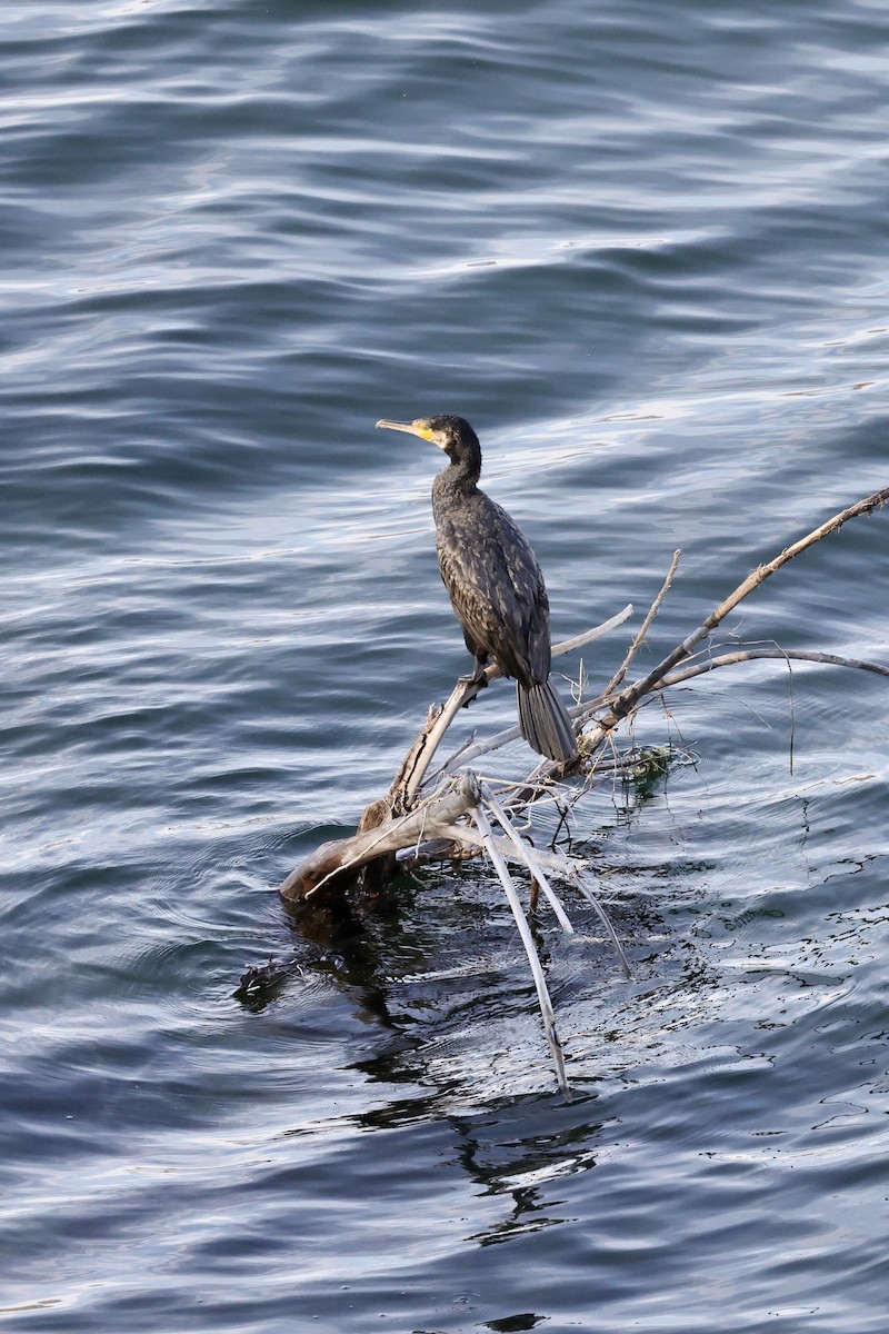 Большой баклан - ML635220646