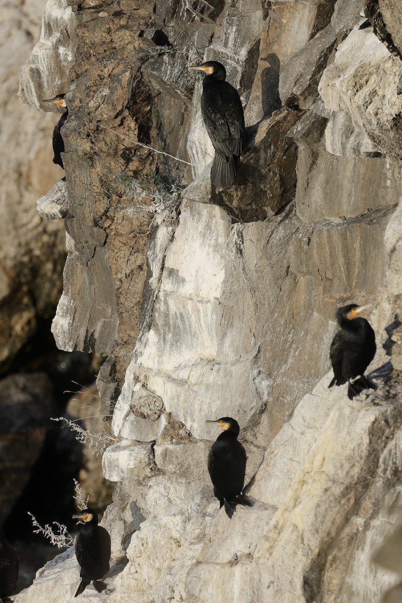 Большой баклан - ML635220647