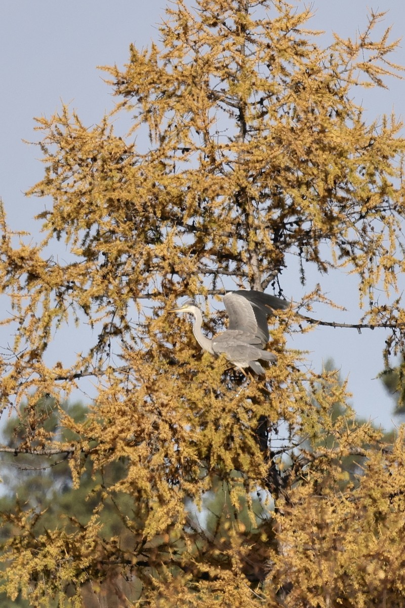 Серая цапля - ML635220662