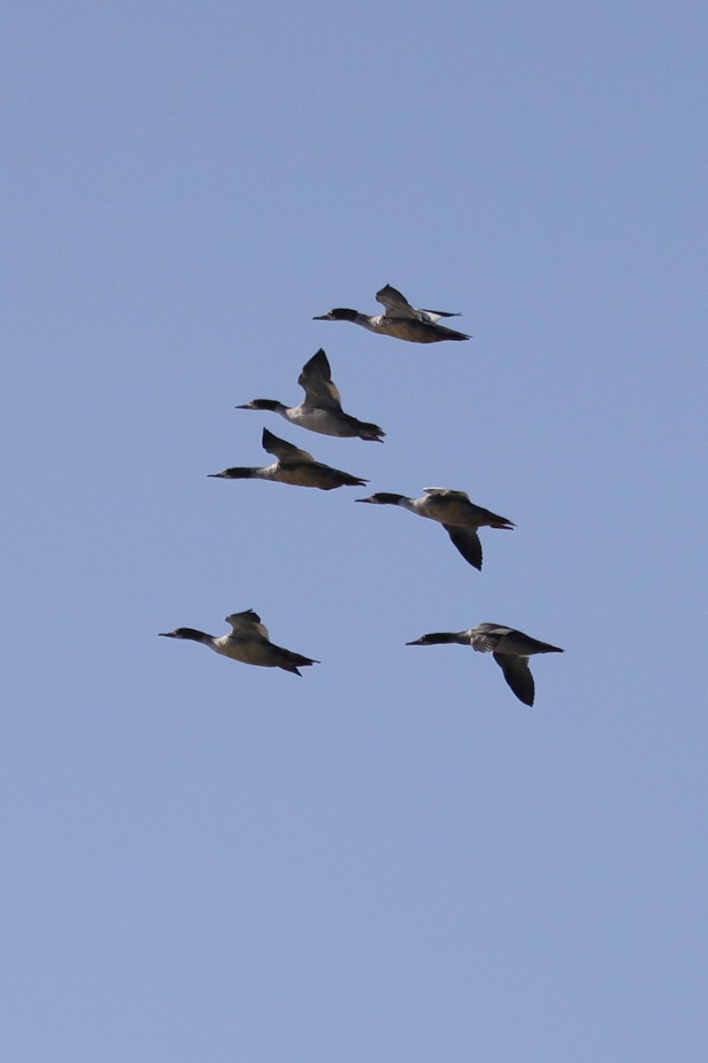 Большой крохаль - ML635220664