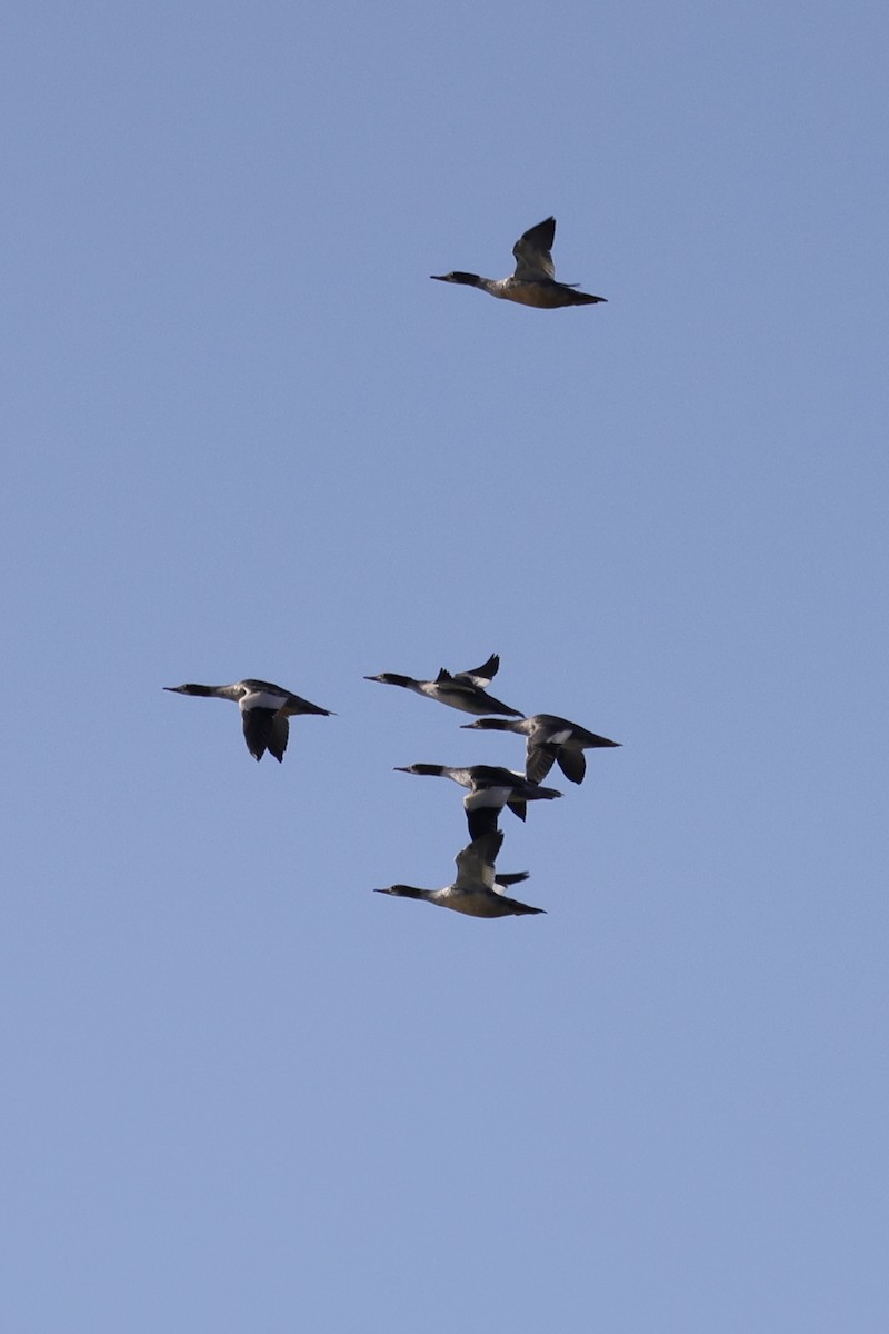 Большой крохаль - ML635220665