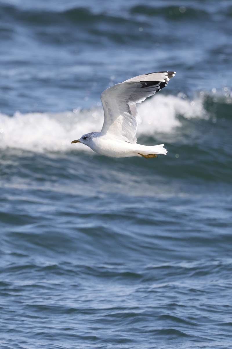 Сизая чайка - ML635220702