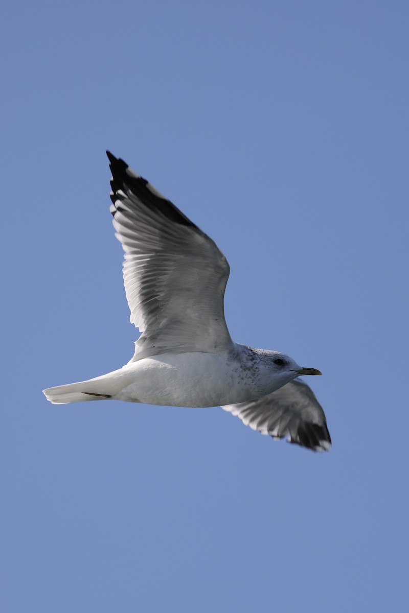 Сизая чайка - ML635220703