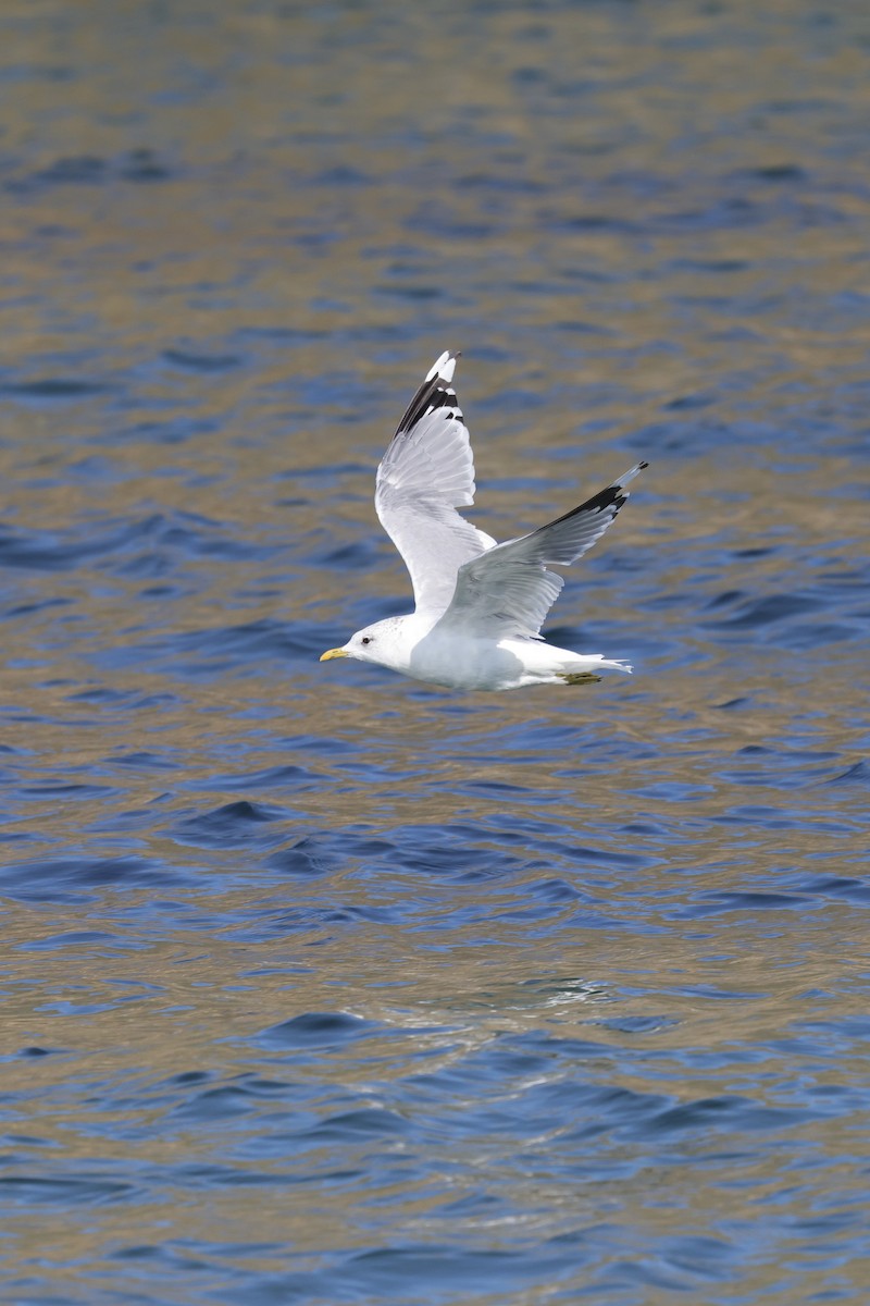 Сизая чайка - ML635220704