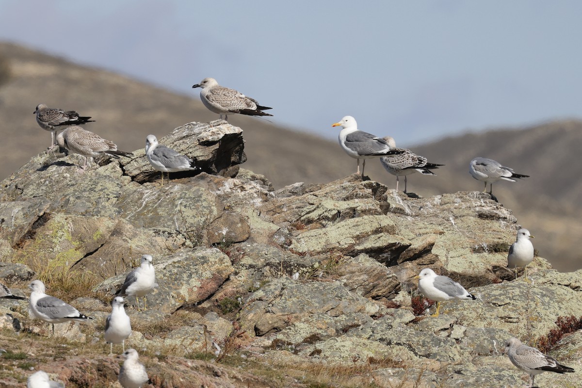 Сизая чайка - ML635220705