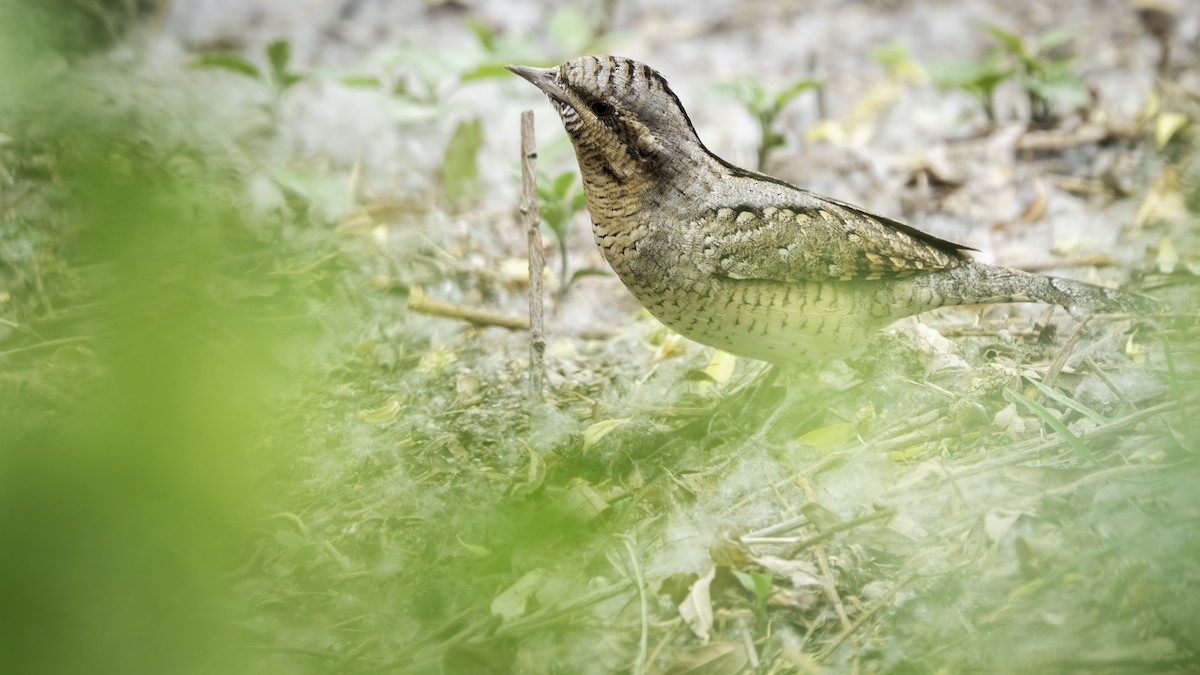 Eurasian Wryneck - ML635220735