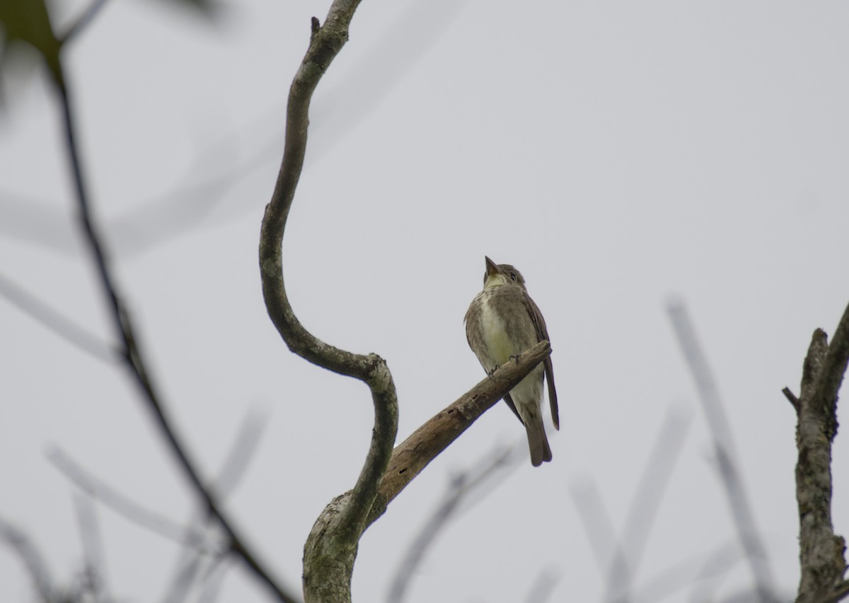 Olive-sided Flycatcher - ML635220739