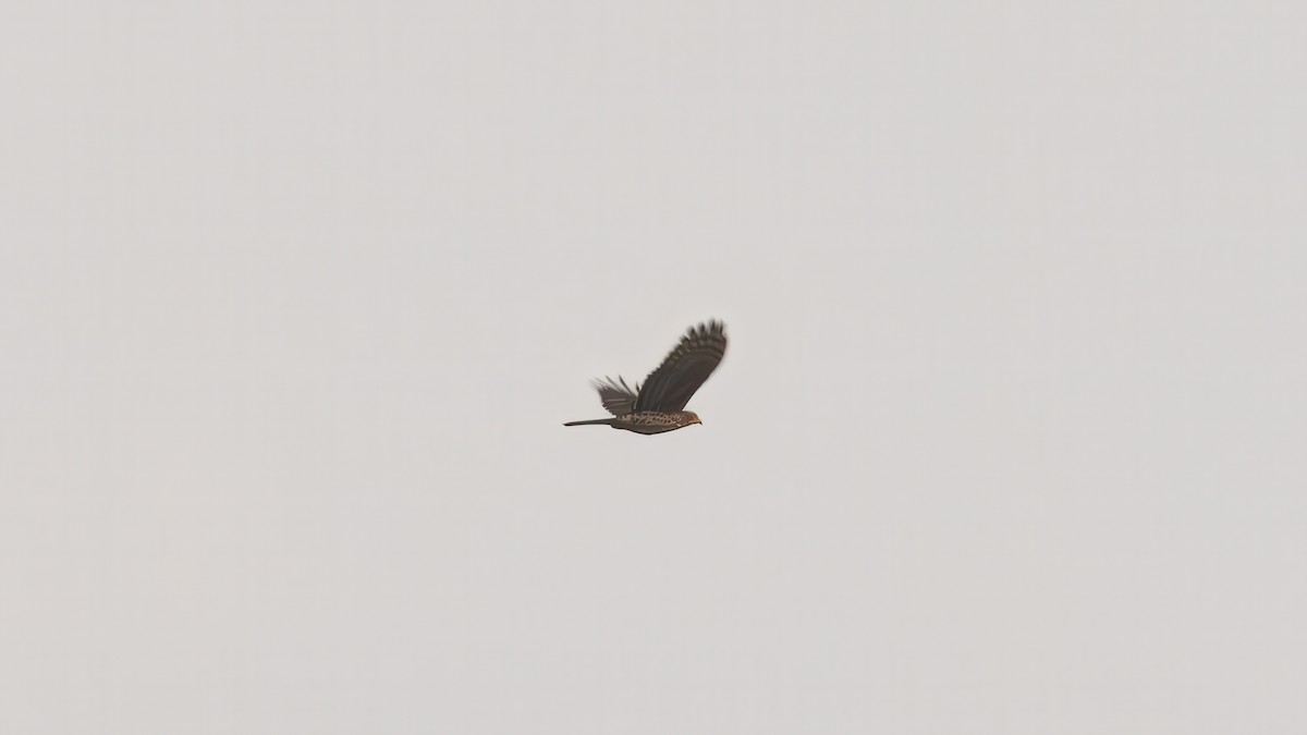 Congo Snake-Eagle - ML635220791