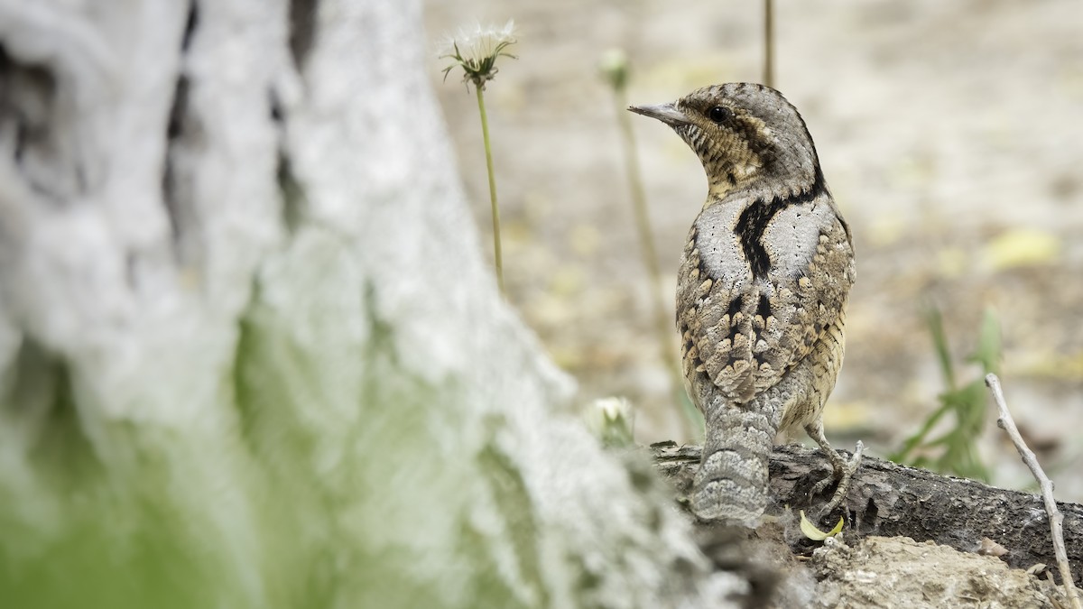 Eurasian Wryneck - ML635220799