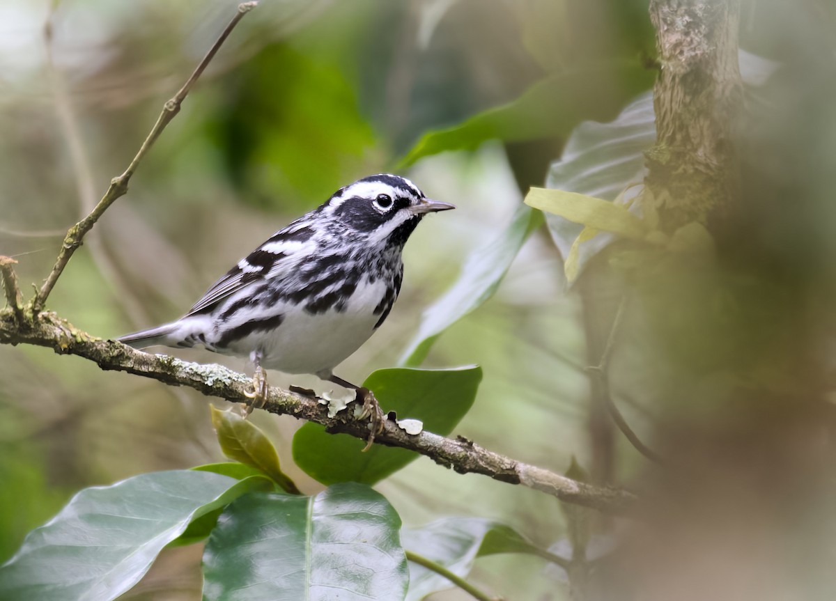 Black-and-white Warbler - ML635220840