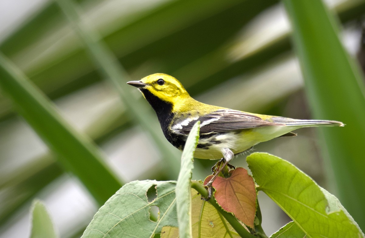 Black-throated Green Warbler - ML635220865