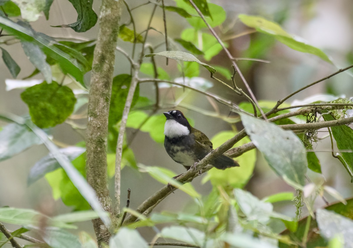 Chestnut-capped Brushfinch - ML635220872