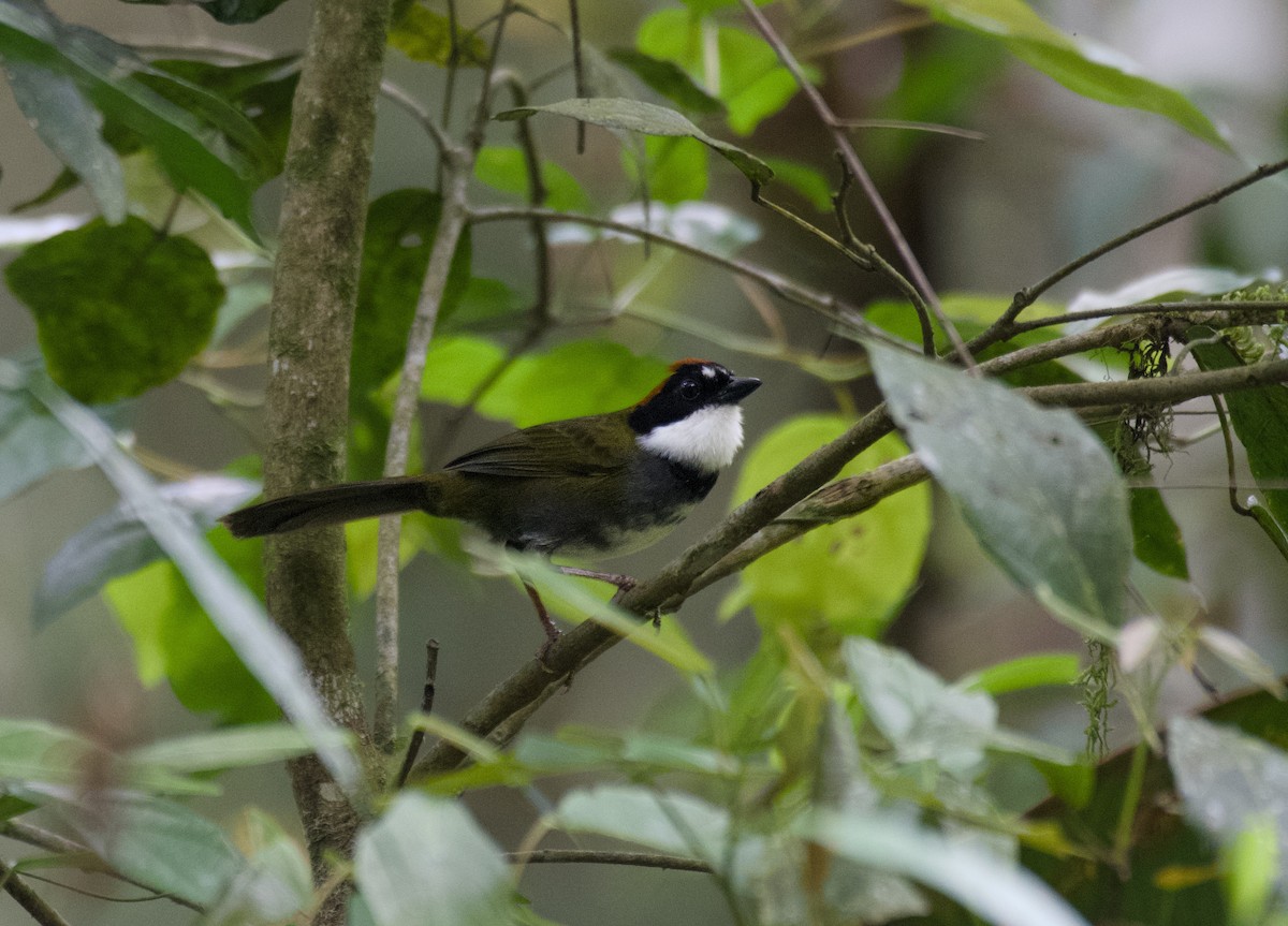 Chestnut-capped Brushfinch - ML635220873
