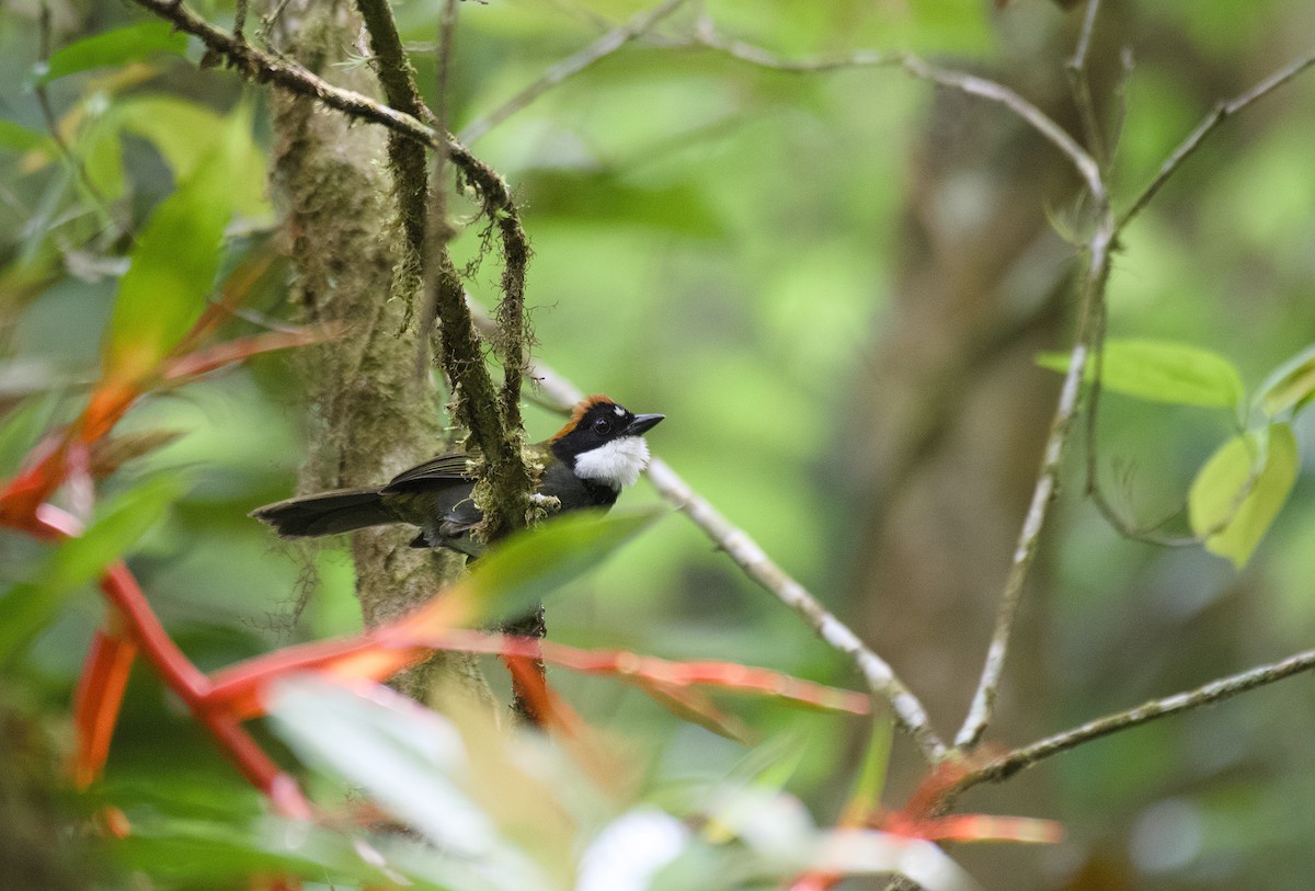 Chestnut-capped Brushfinch - ML635220886