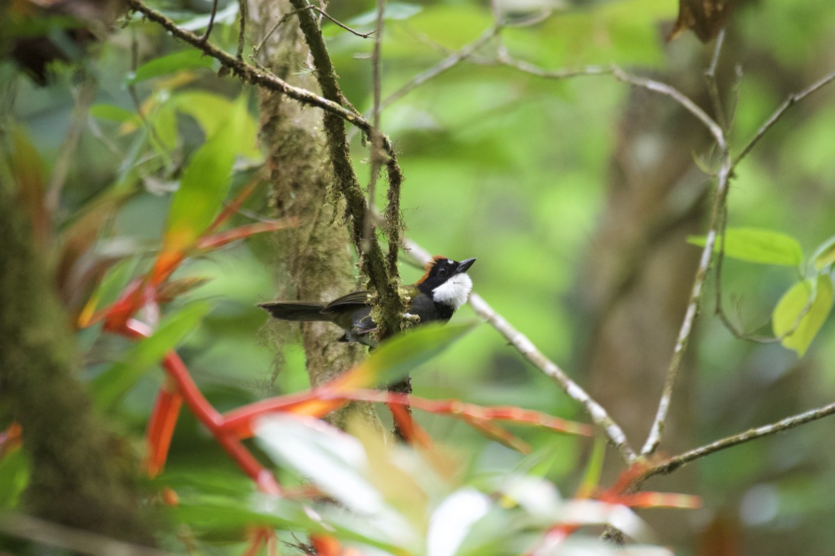Chestnut-capped Brushfinch - ML635220887