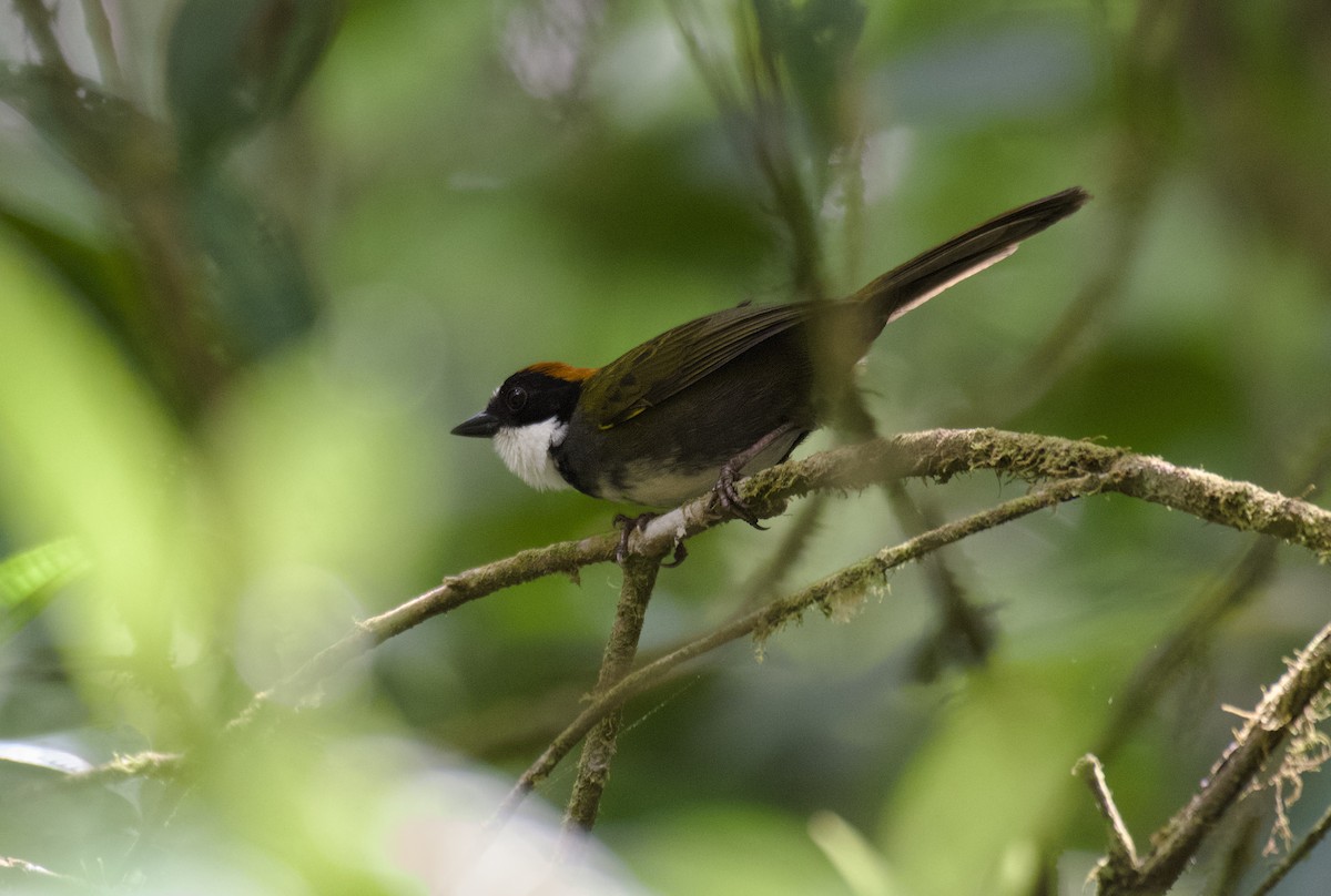 Chestnut-capped Brushfinch - ML635220915
