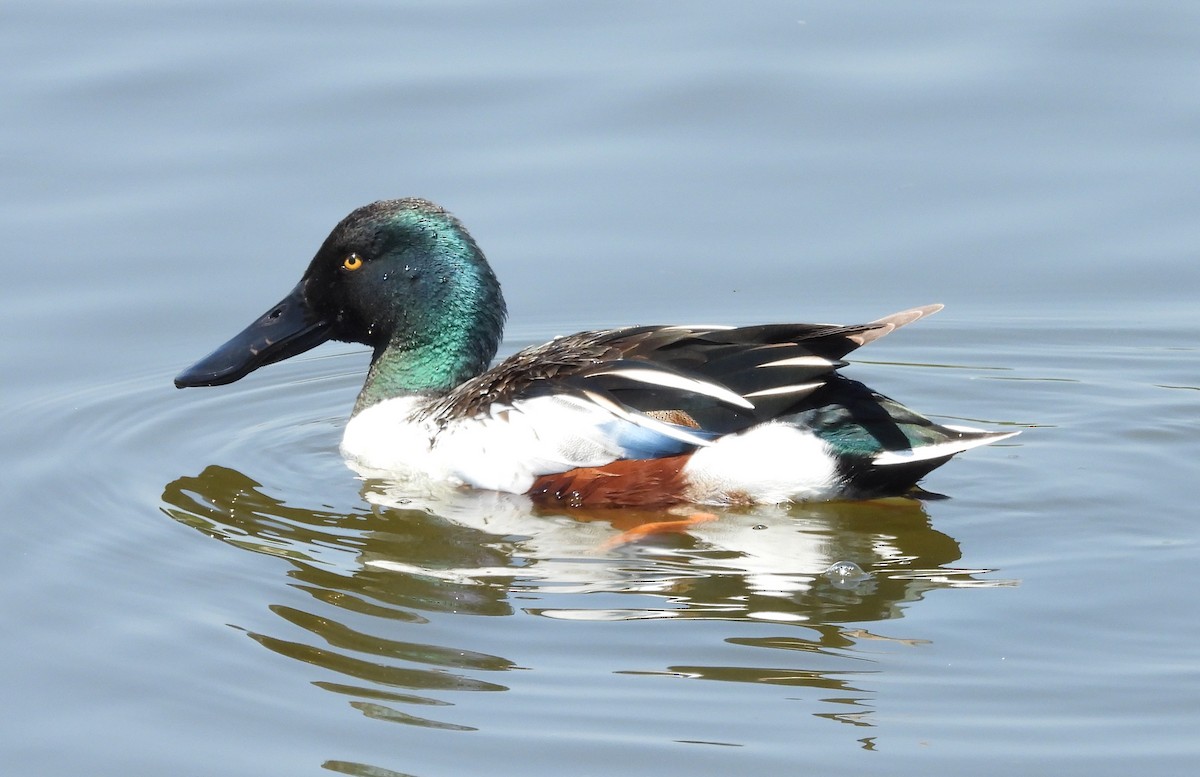 lžičák pestrý - ML635220931