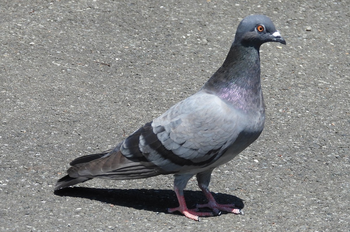 holub skalní (domácí) - ML635220943