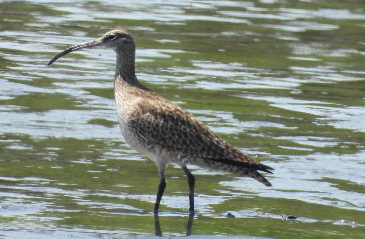 koliha malá - ML635220957