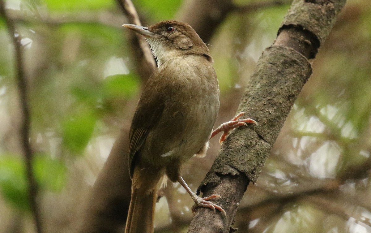Terrestrial Brownbul - P Vercruysse