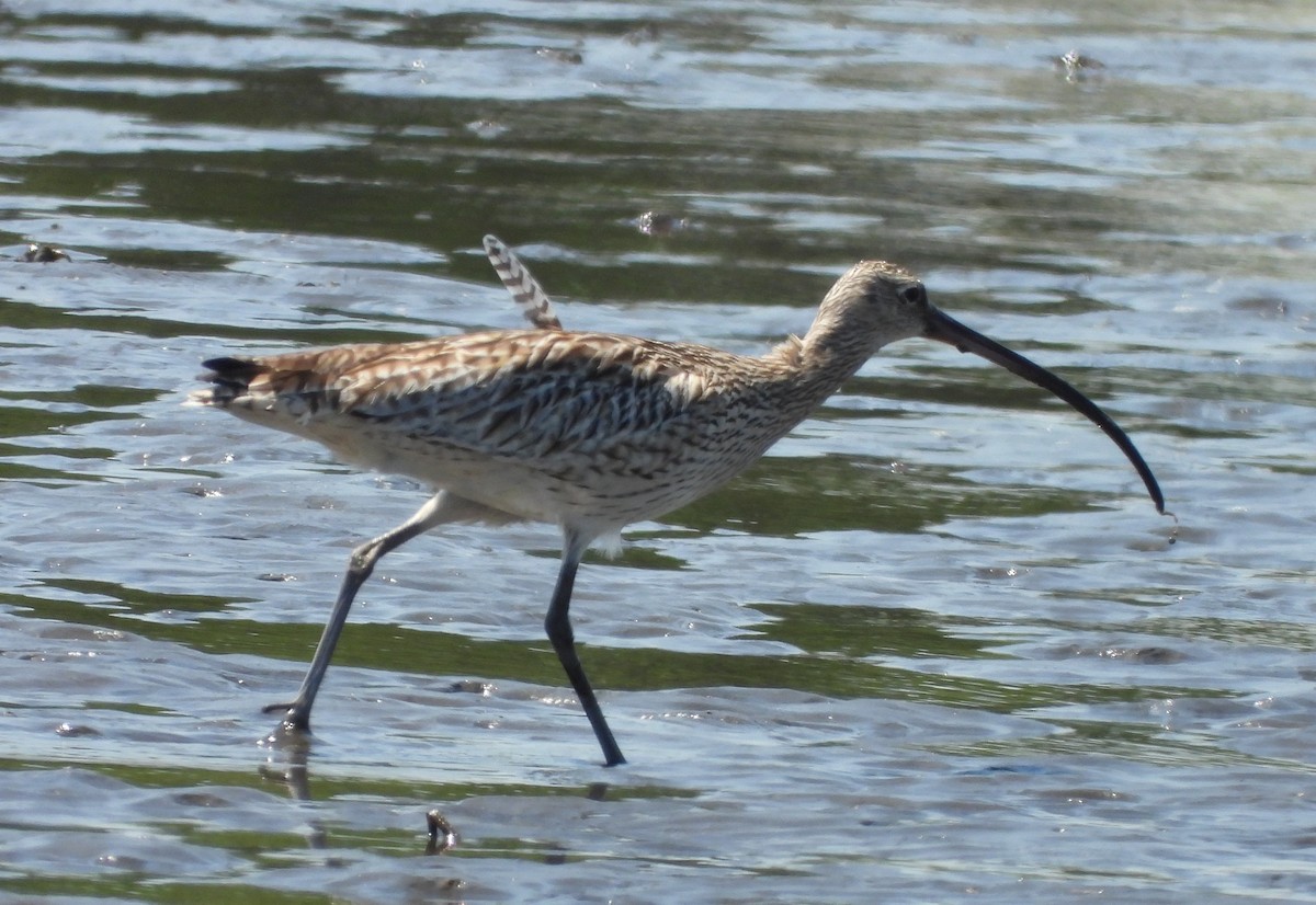 koliha východní - ML635220975