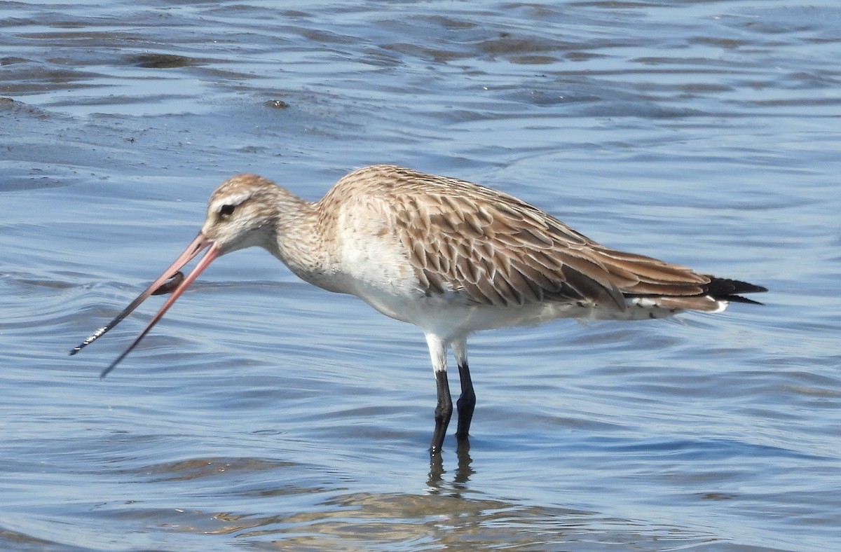 břehouš rudý - ML635220984