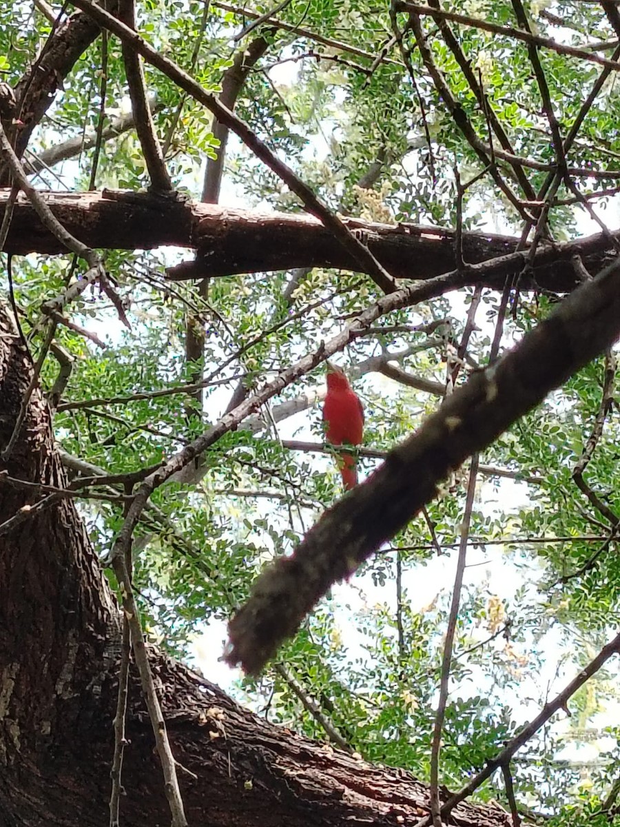 piranga ohnivá - ML635220995