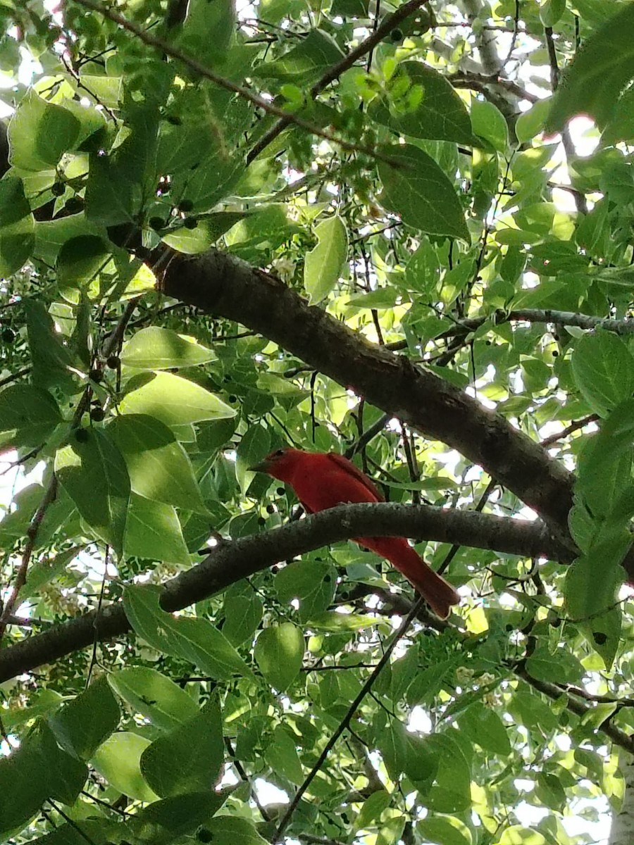 piranga ohnivá - ML635220997