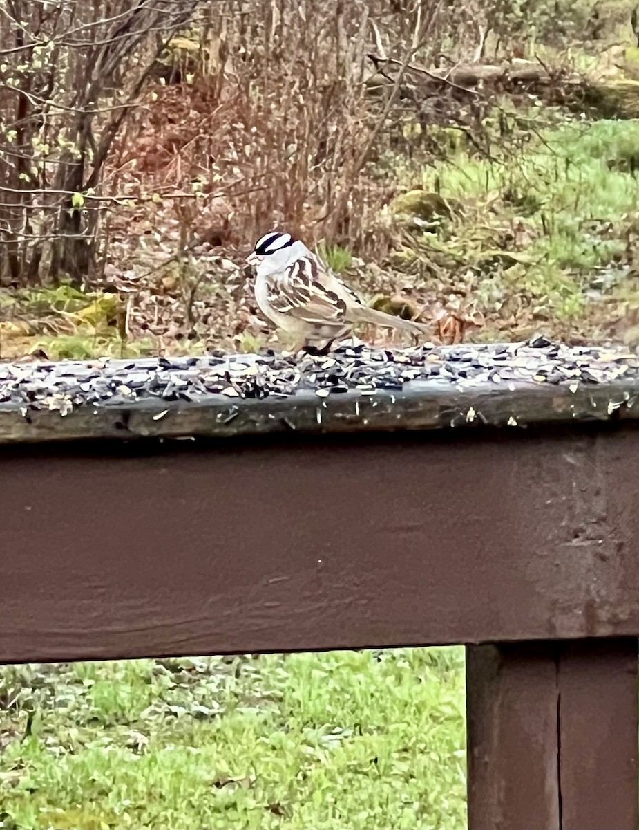 White-throated Sparrow - ML635221010