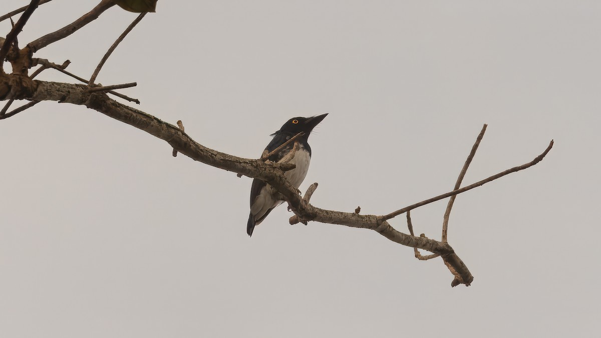 Black-and-white Shrike-flycatcher - ML635221023