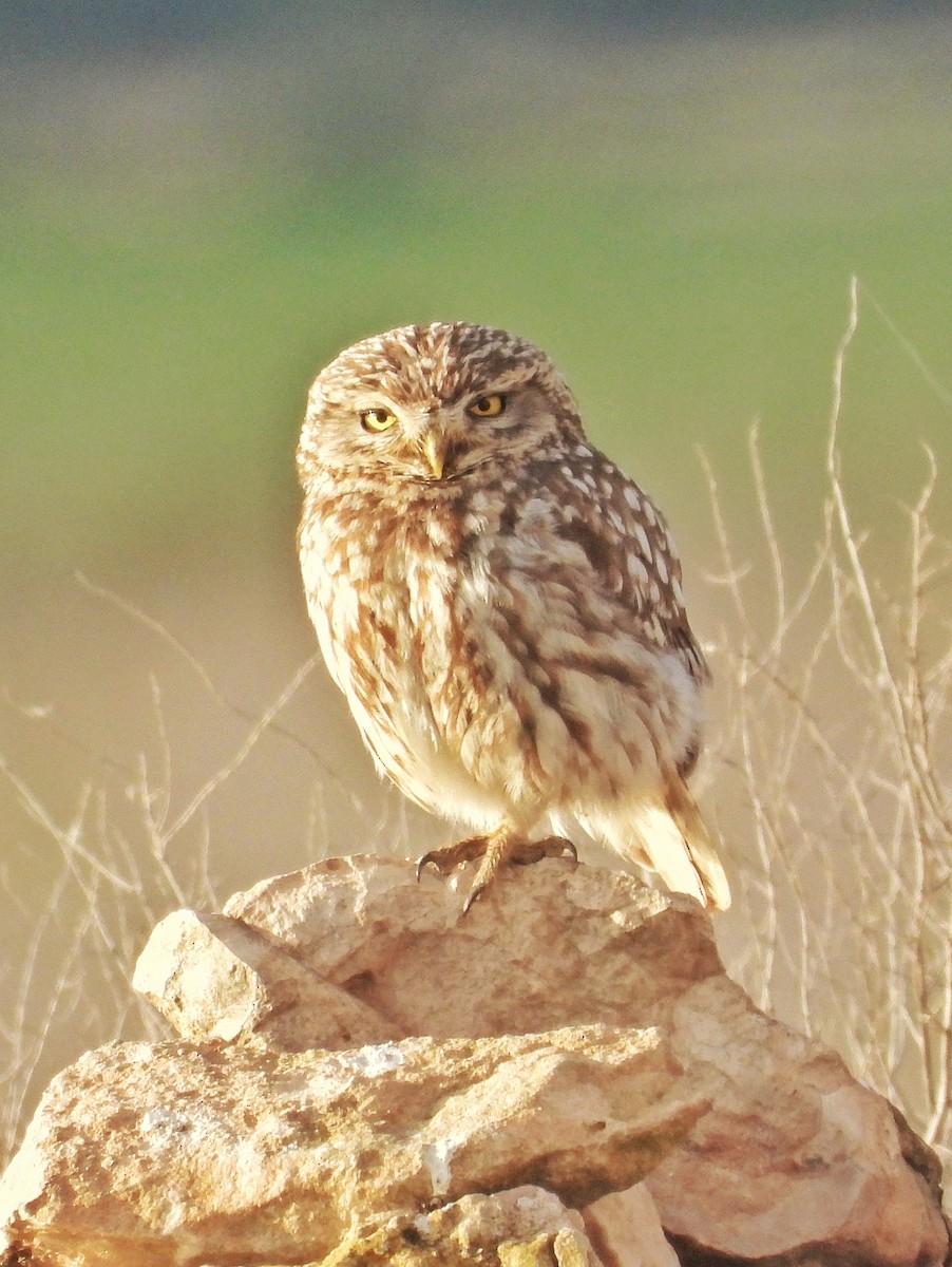 Little Owl - ML635221116