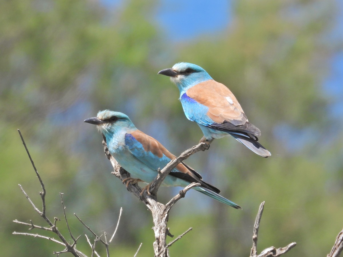 European Roller - ML635221122