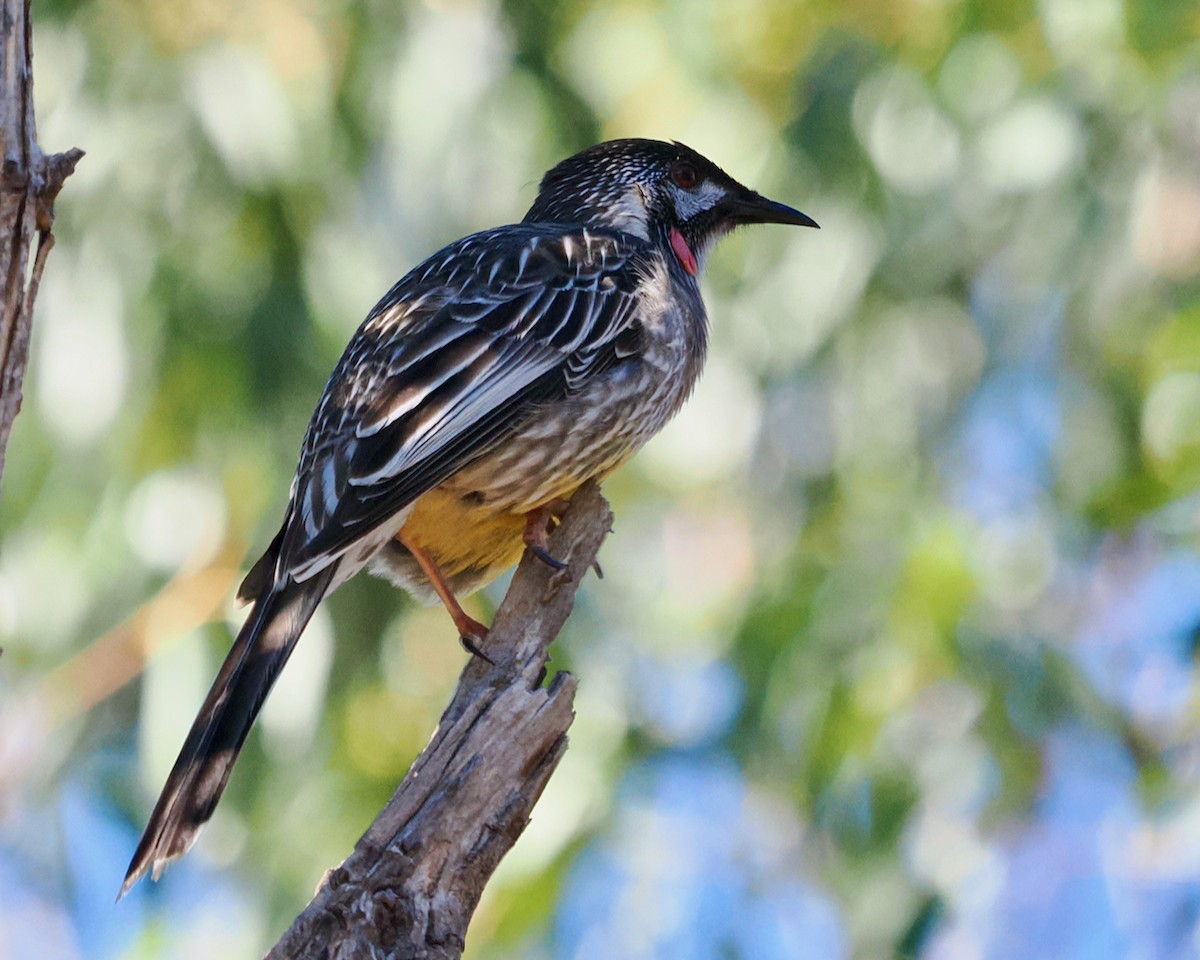 Red Wattlebird - ML635221163