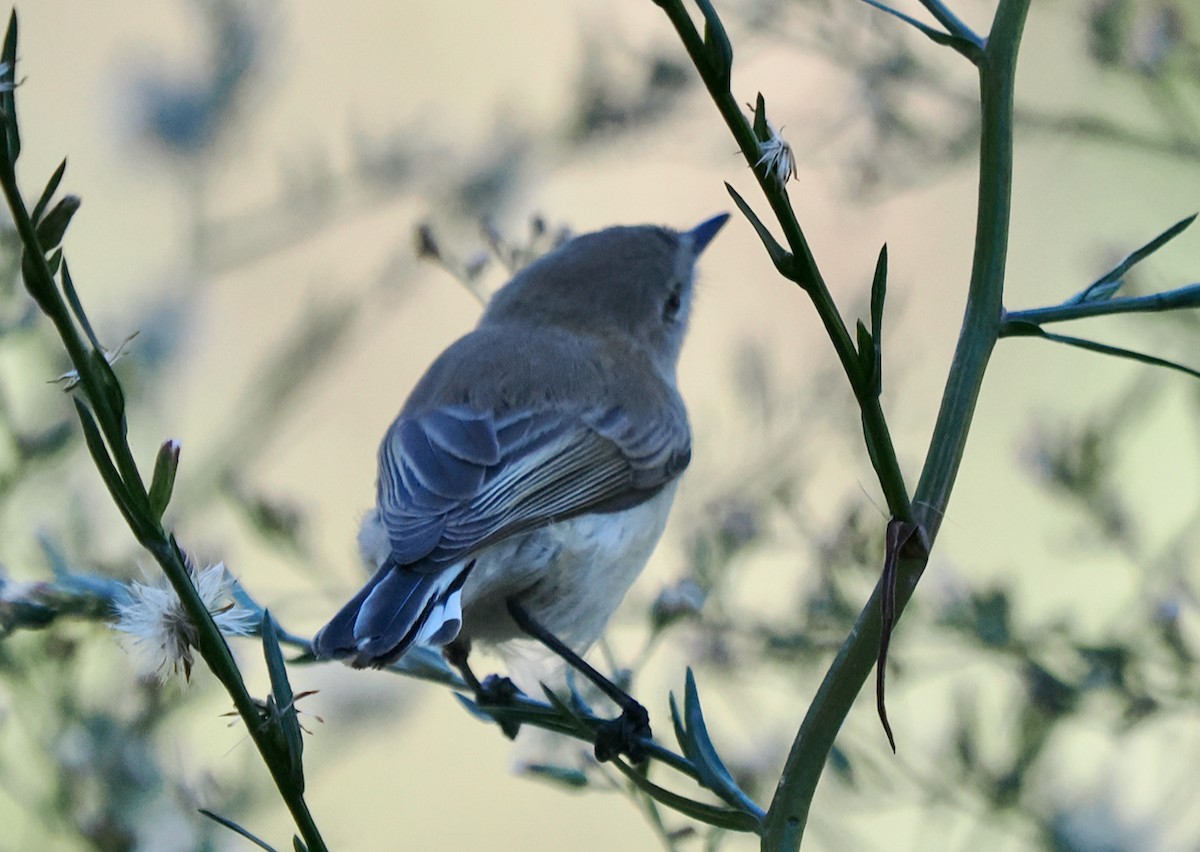 Western Gerygone - ML635221172