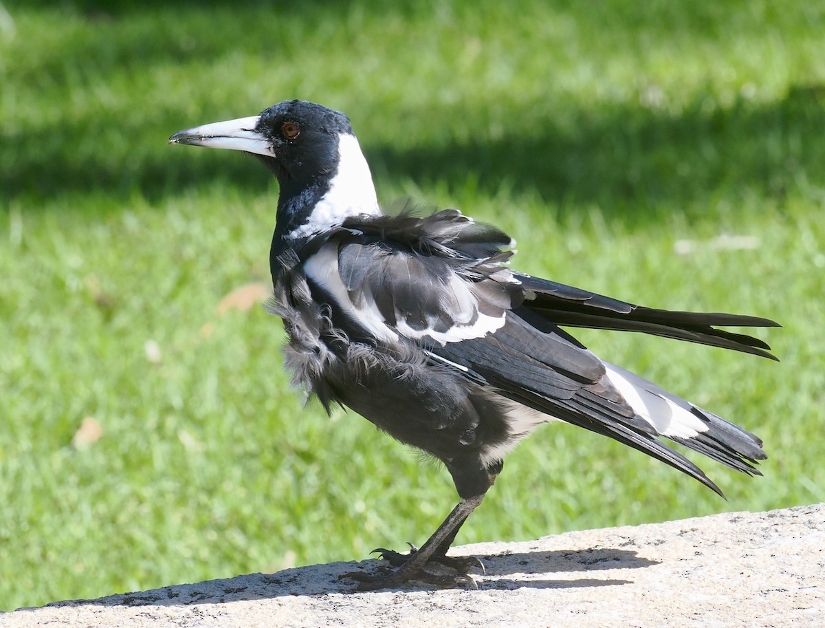 Australian Magpie (Western) - ML635221179