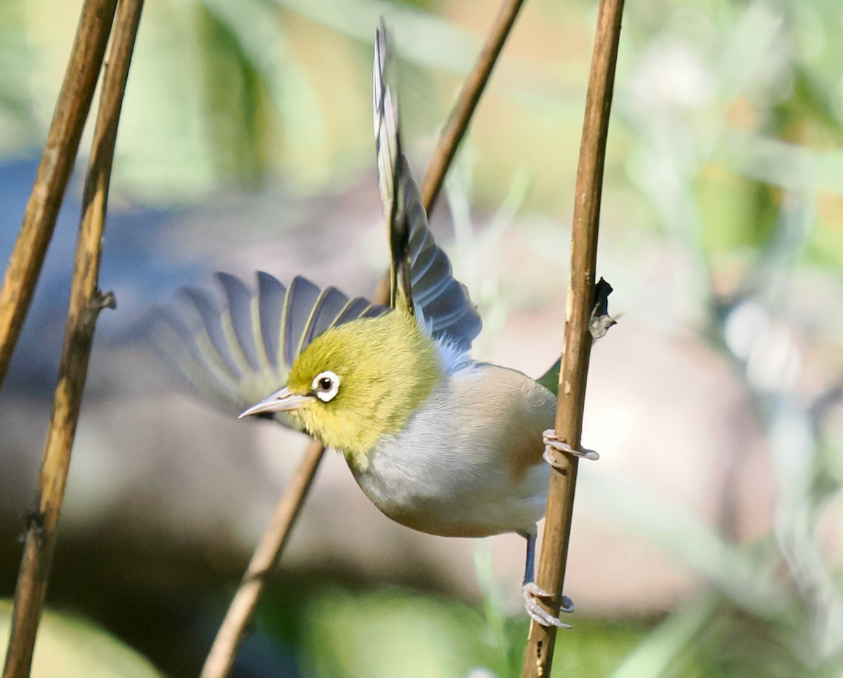Silvereye - ML635221186