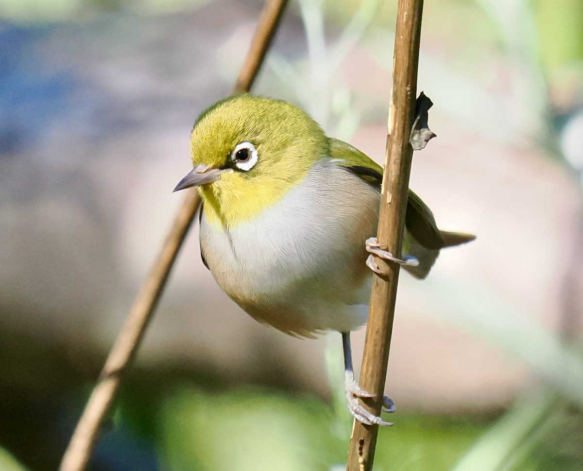 Silvereye - ML635221187