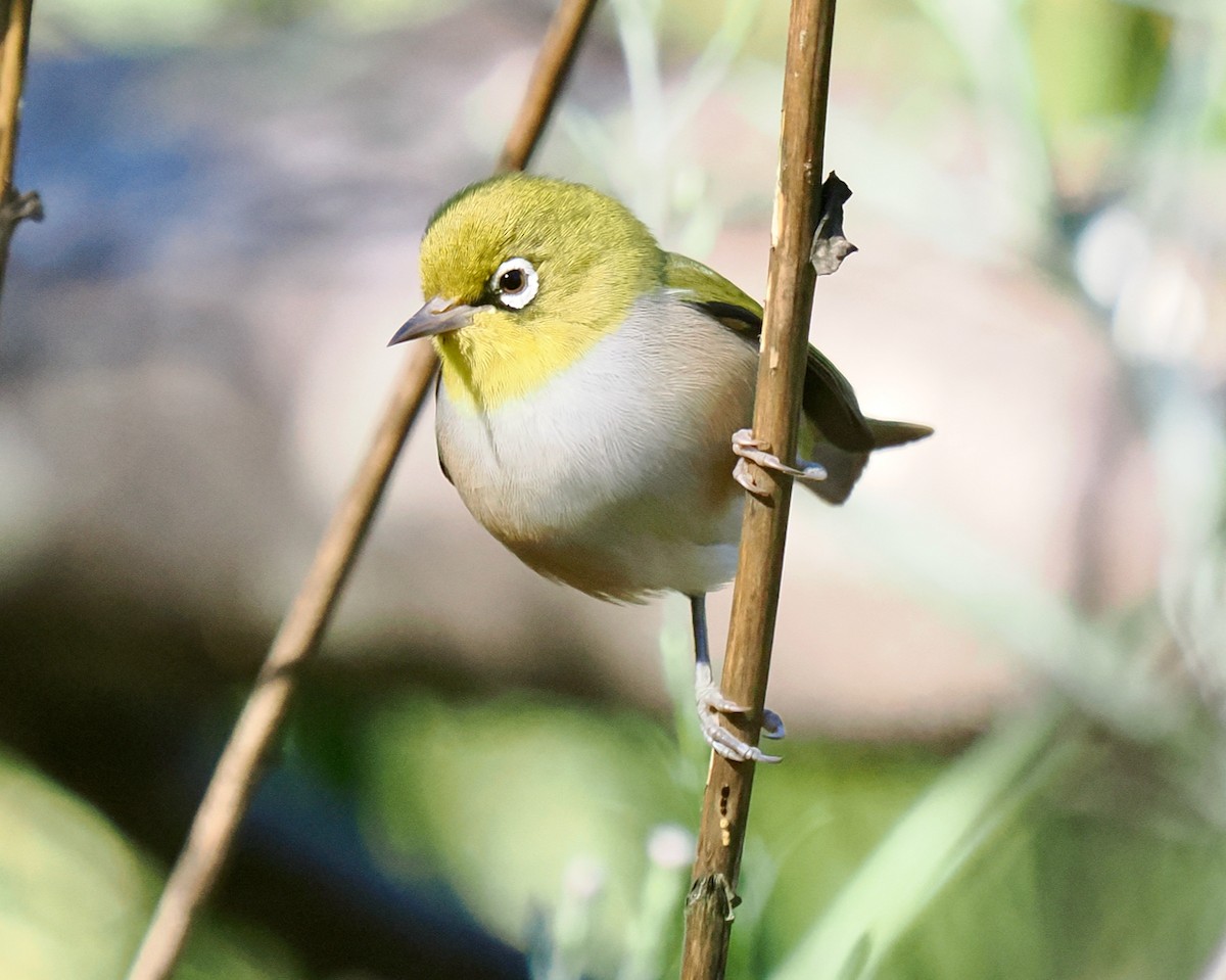 Silvereye - ML635221188