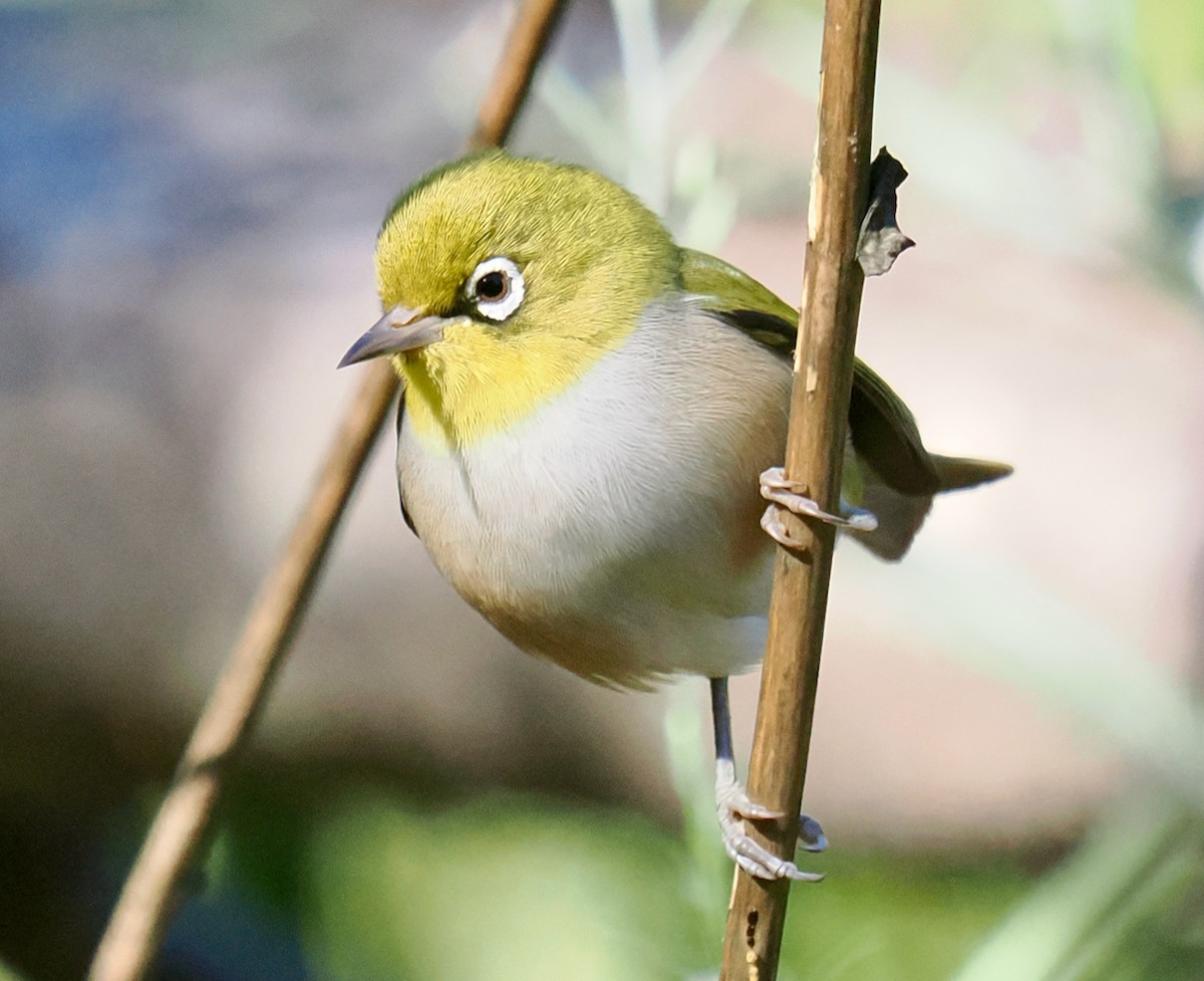 Silvereye - ML635221189