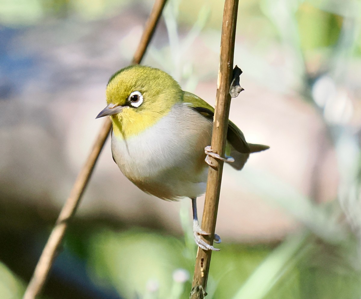 Silvereye - ML635221190